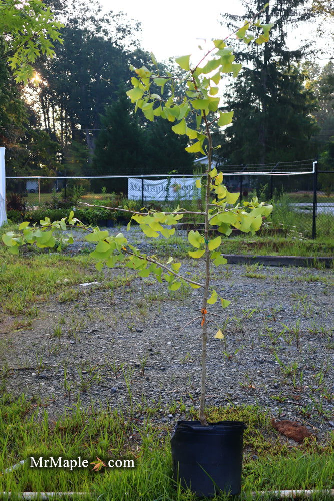 - FOR PICK UP ONLY | Ginkgo biloba 'Praga' Dwarf Male Ginkgo Tree | DOES NOT SHIP - Mr Maple │ Buy Japanese Maple Trees