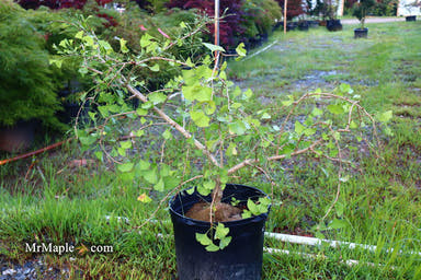 - FOR PICK UP ONLY | Ginkgo biloba 'Weeping Wonder' Weeping Ginkgo Tree | DOES NOT SHIP - Mr Maple │ Buy Japanese Maple Trees