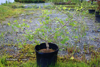 - FOR PICK UP ONLY | Ginkgo biloba 'Weeping Wonder' Weeping Ginkgo Tree | DOES NOT SHIP - Mr Maple │ Buy Japanese Maple Trees