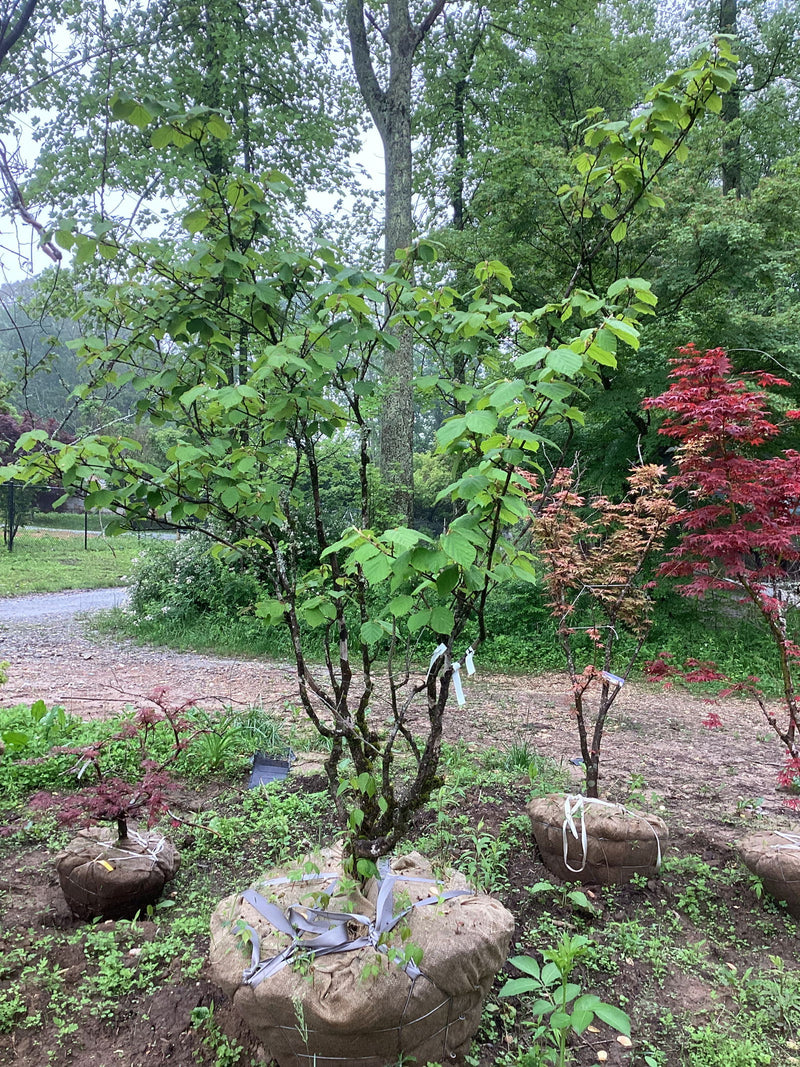 - FOR PICK UP ONLY | Hamamelis x intermedia 'Aphrodite' Orange Witch Hazel | DOES NOT SHIP - Mr Maple │ Buy Japanese Maple Trees