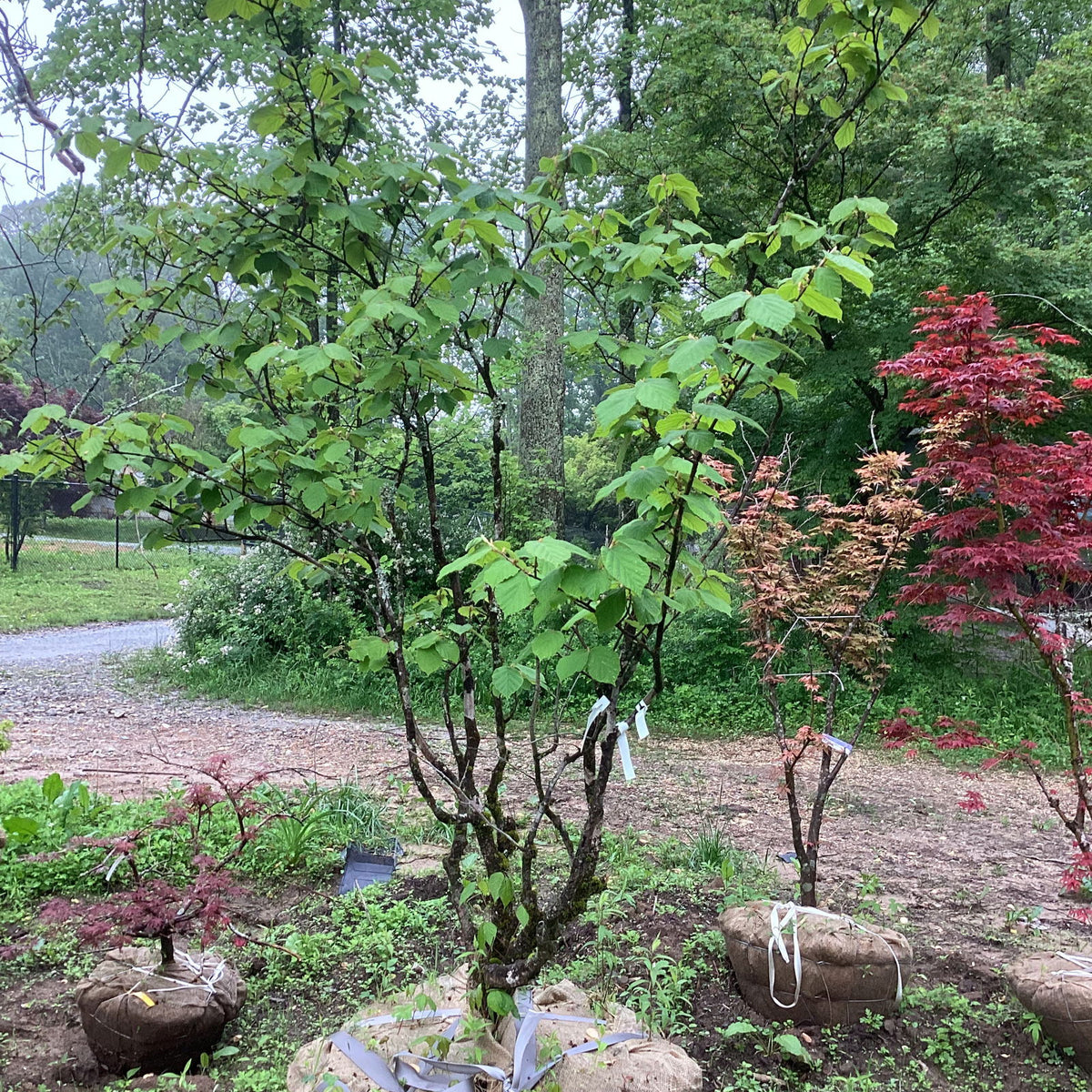 フローラルアメジスト Buy Hamamelis x intermedia 'Aphrodite' Orange Witch Hazel — Mr