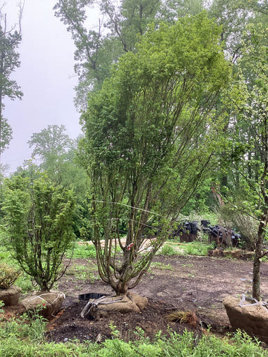 - FOR PICK UP ONLY | Liquidambar styraciflua 'White Star' Sweet Gum | DOES NOT SHIP - Mr Maple │ Buy Japanese Maple Trees