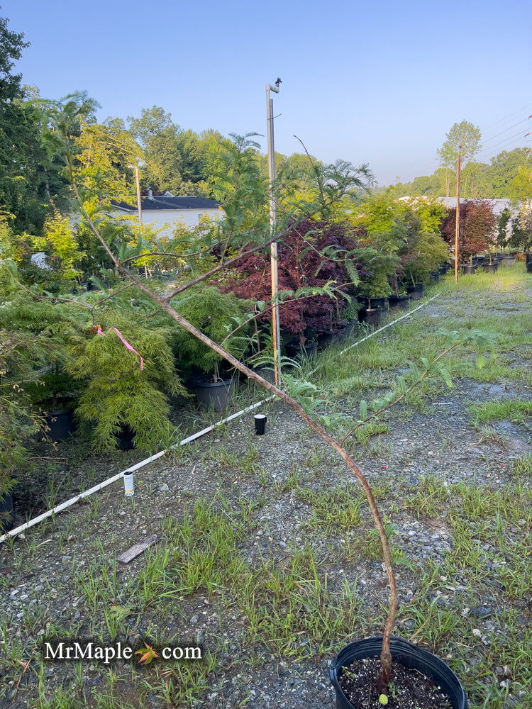 - FOR PICK UP ONLY | Metasequoia glyptostroboides 'Waasland' Swamp Cypress | DOES NOT SHIP - Mr Maple │ Buy Japanese Maple Trees