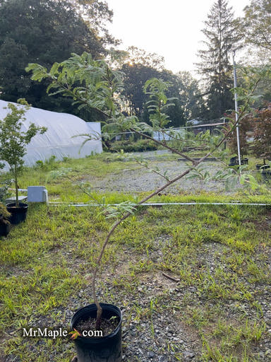 - FOR PICK UP ONLY | Metasequoia glyptostroboides 'Waasland' Swamp Cypress | DOES NOT SHIP - Mr Maple │ Buy Japanese Maple Trees