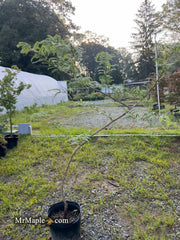 - FOR PICK UP ONLY | Metasequoia glyptostroboides 'Waasland' Swamp Cypress | DOES NOT SHIP - Mr Maple │ Buy Japanese Maple Trees