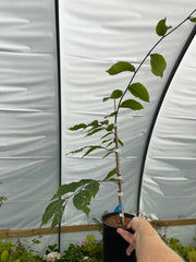 - Fagus grandifolia 'Cameron’s Weeping' Weeping American Beech - Mr Maple │ Buy Japanese Maple Trees