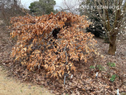 - Fagus grandifolia 'White Lightning' Weeping American Beech - Mr Maple │ Buy Japanese Maple Trees