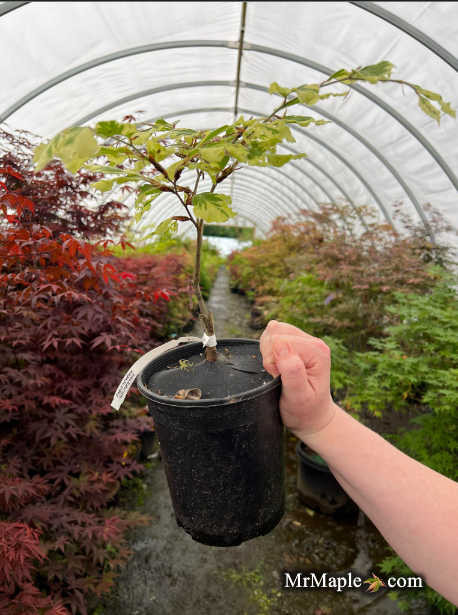 - Fagus sylvatica 'Albomarginata' Dwarf Copper Beech - Mr Maple │ Buy Japanese Maple Trees