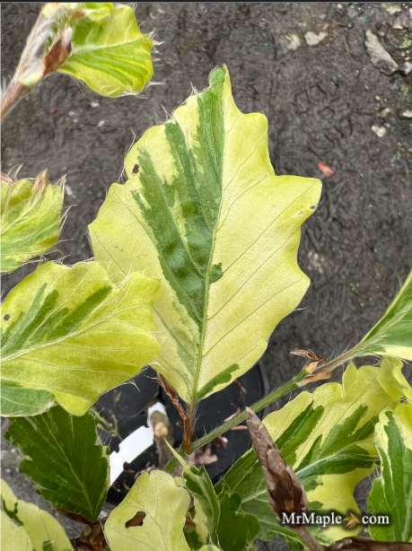 - Fagus sylvatica 'Albomarginata' Dwarf Copper Beech - Mr Maple │ Buy Japanese Maple Trees