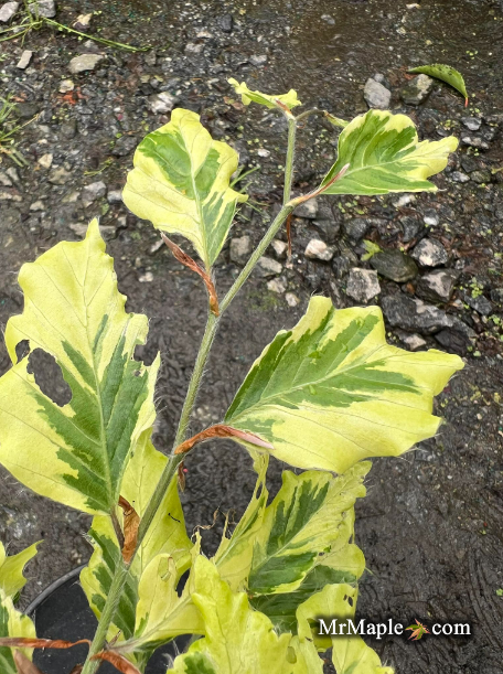 - Fagus sylvatica 'Albomarginata' Dwarf Copper Beech - Mr Maple │ Buy Japanese Maple Trees