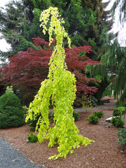 - Fagus sylvatica 'Aurea Pendula' Weeping Golden European Beech - Mr Maple │ Buy Japanese Maple Trees