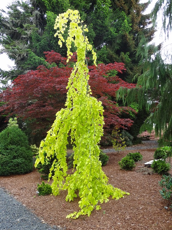 - Fagus sylvatica 'Aurea Pendula' Weeping Golden European Beech - Mr Maple │ Buy Japanese Maple Trees