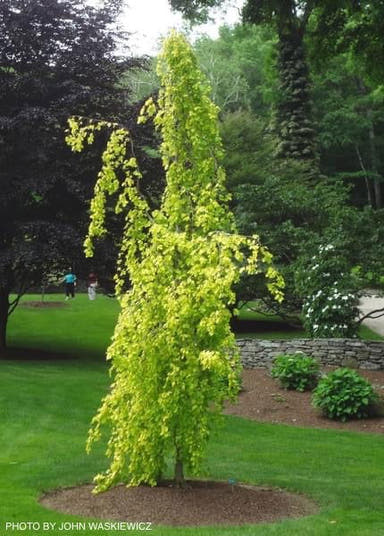 - Fagus sylvatica 'Aurea Pendula' Weeping Golden European Beech - Mr Maple │ Buy Japanese Maple Trees