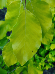 - Fagus sylvatica 'Aurea Pendula' Weeping Golden European Beech - Mr Maple │ Buy Japanese Maple Trees