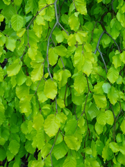 - Fagus sylvatica 'Aurea Pendula' Weeping Golden European Beech - Mr Maple │ Buy Japanese Maple Trees