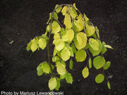 - Fagus sylvatica 'Aurea Pendula' Weeping Golden European Beech - Mr Maple │ Buy Japanese Maple Trees