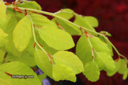 - Fagus sylvatica 'Aurea Pendula' Weeping Golden European Beech - Mr Maple │ Buy Japanese Maple Trees