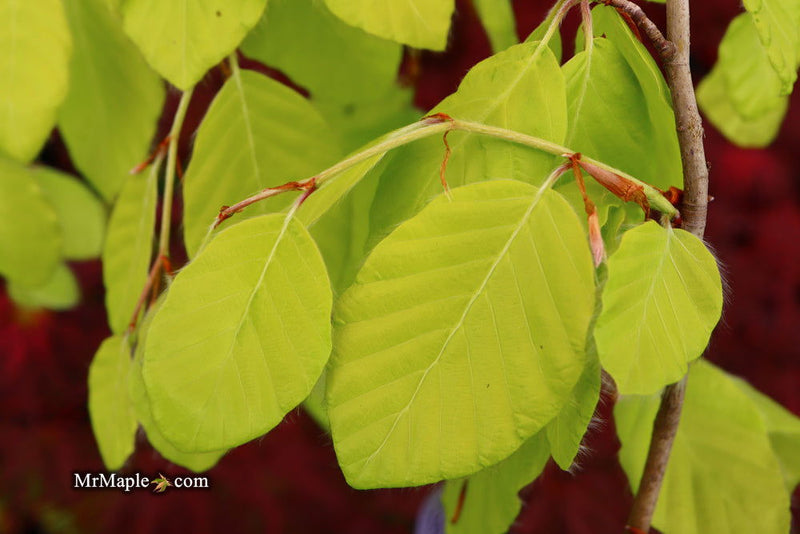 - Fagus sylvatica 'Aurea Pendula' Weeping Golden European Beech - Mr Maple │ Buy Japanese Maple Trees