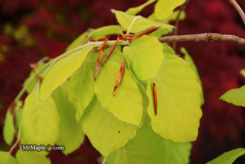 - Fagus sylvatica 'Aurea Pendula' Weeping Golden European Beech - Mr Maple │ Buy Japanese Maple Trees