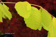 - Fagus sylvatica 'Aurea Pendula' Weeping Golden European Beech - Mr Maple │ Buy Japanese Maple Trees