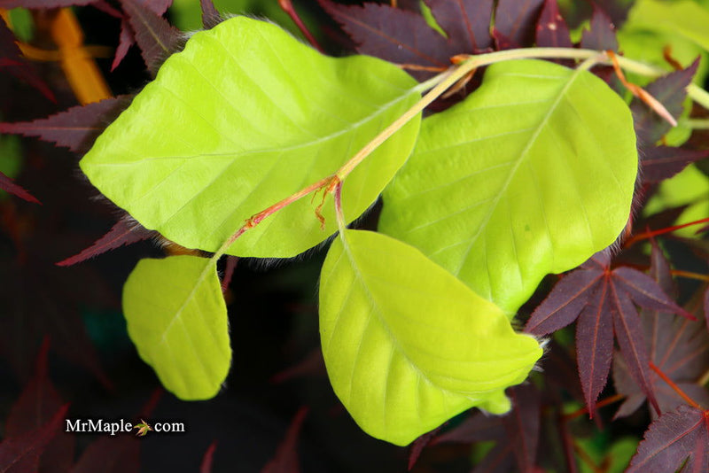 - Fagus sylvatica 'Aurea Pendula' Weeping Golden European Beech - Mr Maple │ Buy Japanese Maple Trees