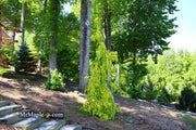 - Fagus sylvatica 'Aurea Pendula' Weeping Golden European Beech - Mr Maple │ Buy Japanese Maple Trees