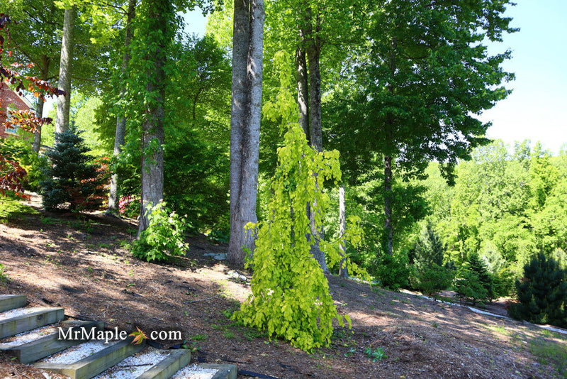 - Fagus sylvatica 'Aurea Pendula' Weeping Golden European Beech - Mr Maple │ Buy Japanese Maple Trees