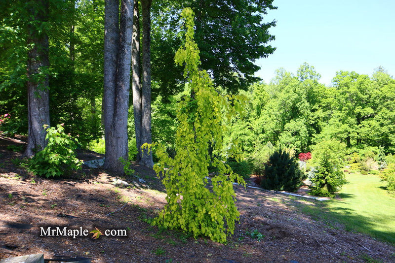 - Fagus sylvatica 'Aurea Pendula' Weeping Golden European Beech - Mr Maple │ Buy Japanese Maple Trees