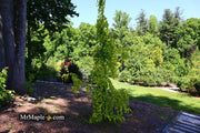 - Fagus sylvatica 'Aurea Pendula' Weeping Golden European Beech - Mr Maple │ Buy Japanese Maple Trees