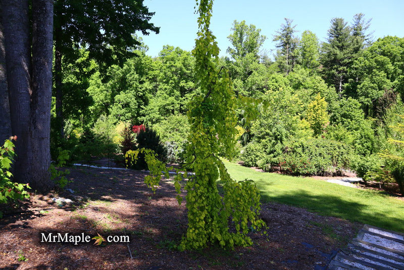 - Fagus sylvatica 'Aurea Pendula' Weeping Golden European Beech - Mr Maple │ Buy Japanese Maple Trees