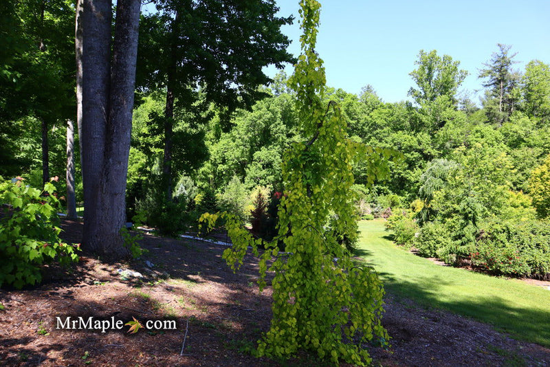 - Fagus sylvatica 'Aurea Pendula' Weeping Golden European Beech - Mr Maple │ Buy Japanese Maple Trees