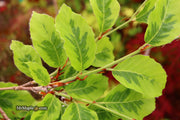 - Fagus sylvatica 'Bicolor Sartini' Variegated European Beech - Mr Maple │ Buy Japanese Maple Trees
