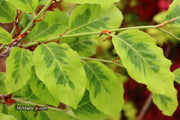 - Fagus sylvatica 'Bicolor Sartini' Variegated European Beech - Mr Maple │ Buy Japanese Maple Trees
