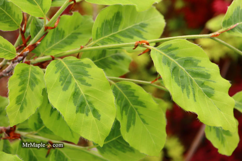 - Fagus sylvatica 'Bicolor Sartini' Variegated European Beech - Mr Maple │ Buy Japanese Maple Trees