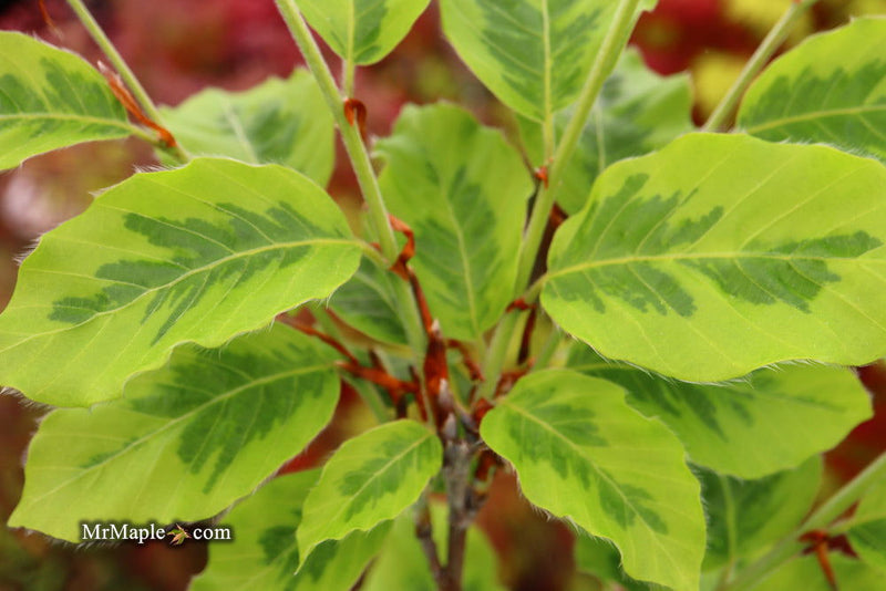 - Fagus sylvatica 'Bicolor Sartini' Variegated European Beech - Mr Maple │ Buy Japanese Maple Trees