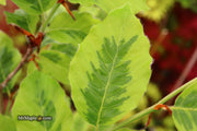 - Fagus sylvatica 'Bicolor Sartini' Variegated European Beech - Mr Maple │ Buy Japanese Maple Trees