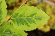 - Fagus sylvatica 'Bicolor Sartini' Variegated European Beech - Mr Maple │ Buy Japanese Maple Trees