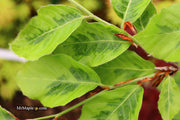 - Fagus sylvatica 'Bicolor Sartini' Variegated European Beech - Mr Maple │ Buy Japanese Maple Trees