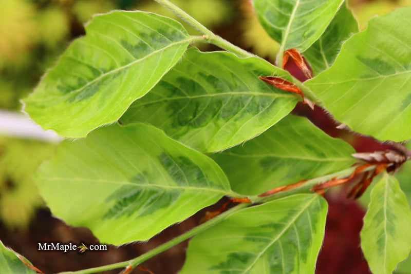 - Fagus sylvatica 'Bicolor Sartini' Variegated European Beech - Mr Maple │ Buy Japanese Maple Trees
