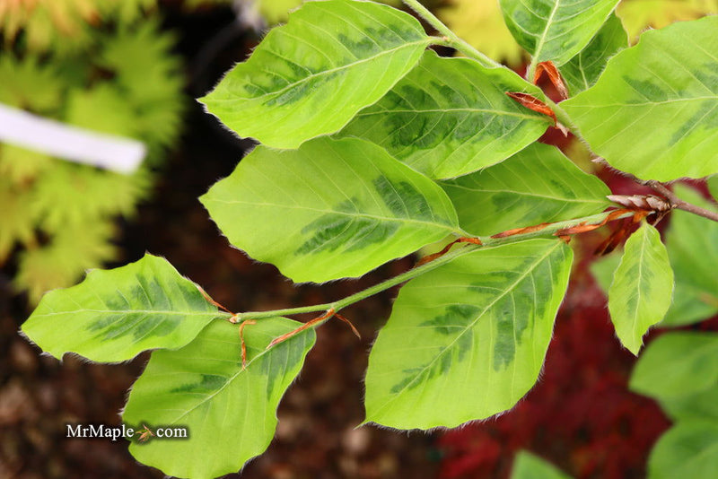- Fagus sylvatica 'Bicolor Sartini' Variegated European Beech - Mr Maple │ Buy Japanese Maple Trees