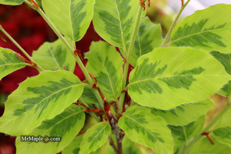 - Fagus sylvatica 'Bicolor Sartini' Variegated European Beech - Mr Maple │ Buy Japanese Maple Trees