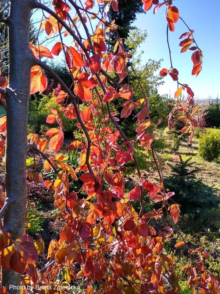 Buy Fagus sylvatica 'Black Swan' Weeping Purple European Base — Mr Maple │  Buy Japanese Maple Trees