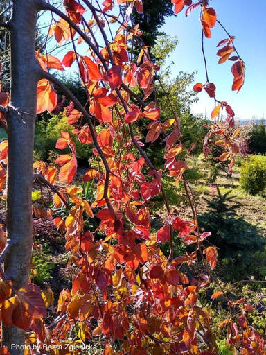 - Fagus sylvatica 'Black Swan' Weeping Purple European Beech - Mr Maple │ Buy Japanese Maple Trees