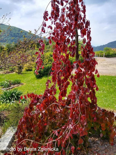 - Fagus sylvatica 'Black Swan' Weeping Purple European Beech - Mr Maple │ Buy Japanese Maple Trees
