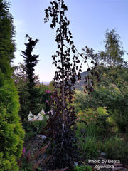 - Fagus sylvatica 'Black Swan' Weeping Purple European Beech - Mr Maple │ Buy Japanese Maple Trees