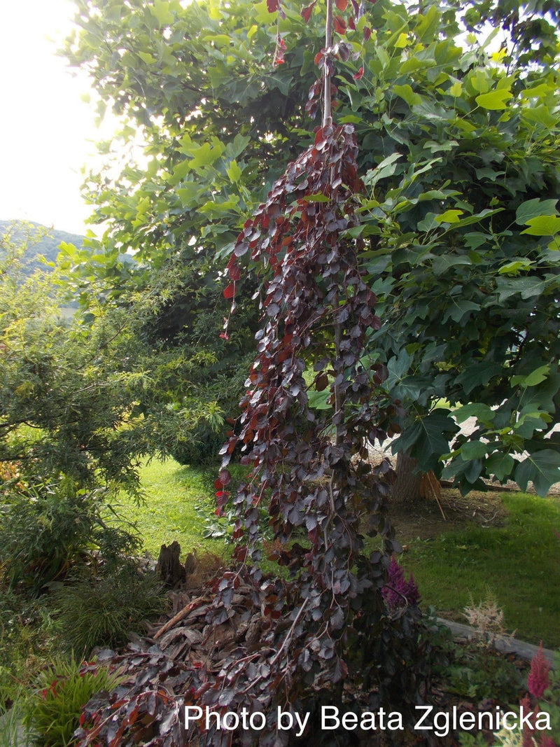 - Fagus sylvatica 'Black Swan' Weeping Purple European Beech - Mr Maple │ Buy Japanese Maple Trees