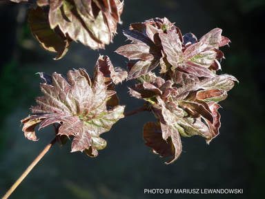 - Fagus sylvatica 'Brathay Purple' Rare European Beech Tree - Mr Maple │ Buy Japanese Maple Trees
