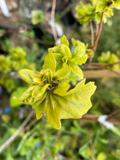 - Fagus sylvatica 'Brathay Purple' Rare European Beech Tree - Mr Maple │ Buy Japanese Maple Trees