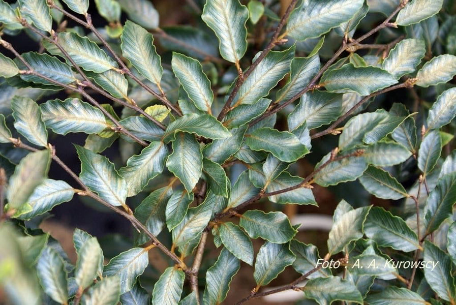 Buy Fagus sylvatica 'Felderbach' Small Foliage European Beech Tree — Mr  Maple │ Buy Japanese Maple Trees