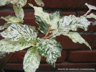 - Fagus sylvatica 'Franken' Variegated European Beech - Mr Maple │ Buy Japanese Maple Trees